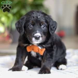 Tux, Golden Mountain Doodle Puppy